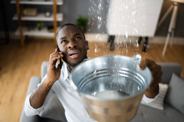 Best Mold removal after water damage  in West Little River, FL