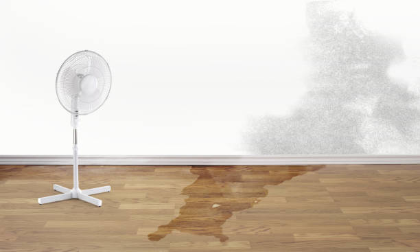Best Water damage cleanup near me  in West Little River, FL